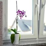Goscinne Irga Apartment *
