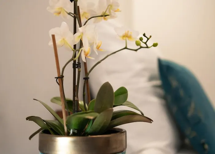 Goscinne Irga Appartamento