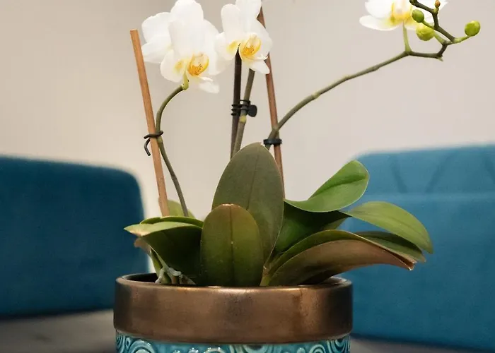 Goscinne Irga Appartamento